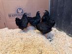Jonge tamme Wyandotte kriel zwart gesekst en ingeënt, Dieren en Toebehoren, Pluimvee, Vrouwelijk, Kip