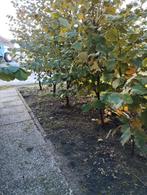 Hazelaars hazelnoten planten corylus avellana, Ophalen of Verzenden, Volle zon, Overige soorten, 250 tot 400 cm