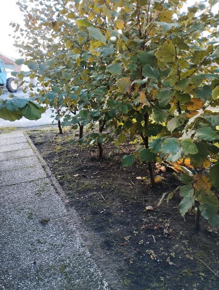Hazelaars hazelnoten planten corylus avellana, Tuin en Terras, Planten | Bomen, Overige soorten, 250 tot 400 cm, Volle zon, Ophalen of Verzenden