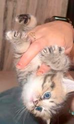 Britse korthaar 2 kitten (ouders stamboom), Kater, Ontwormd
