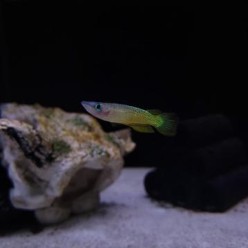 Kilivis lineatus goud - Aplocheilus lineatus beschikbaar voor biedingen