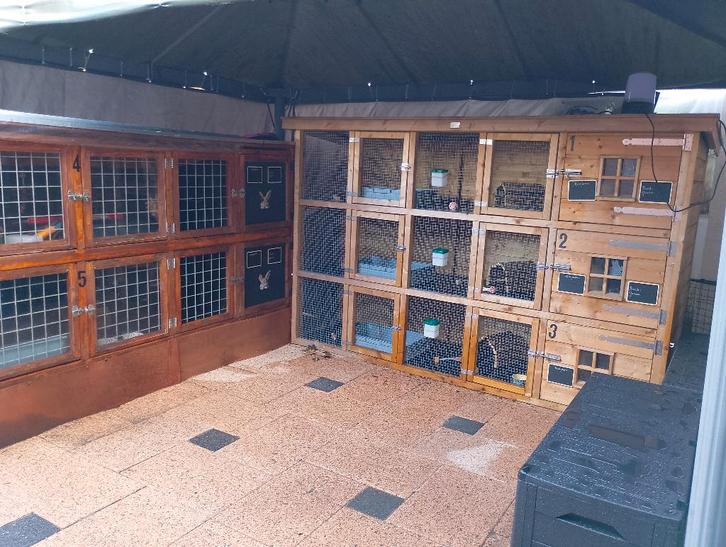 Konijnenpension Duiven vakantie opvang konijnen en cavia's, Diensten en Vakmensen, Dieren | Overige | Verzorging, Oppas en Les