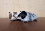 Jonge cavia broertjes, Dieren en Toebehoren, Knaagdieren, November, Mannelijk, Cavia