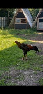 Aseel x Ganoi koppel, Dieren en Toebehoren, Pluimvee, Meerdere dieren, Kip