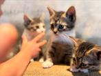 Kittens | Jonge poesjes, Dieren en Toebehoren, Katten en Kittens | Overige Katten, Meerdere dieren, Kortharig, 0 tot 2 jaar