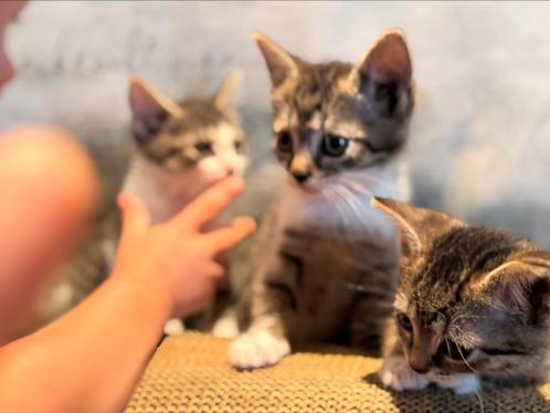 Kittens | Jonge poesjes, Dieren en Toebehoren, Katten en Kittens | Overige Katten, Kortharig, Meerdere dieren, 0 tot 2 jaar