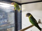 Bonte Pruimkopparkiet | Parkieten | Unieke vogel, Dieren en Toebehoren, Vogels | Parkieten en Papegaaien, Meerdere dieren, Parkiet