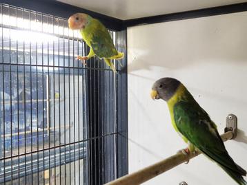 Bonte Pruimkopparkiet | Parkieten | Unieke vogel beschikbaar voor biedingen