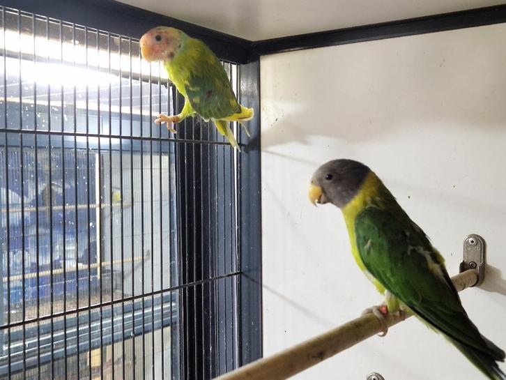 Bonte Pruimkopparkiet | Parkieten | Unieke vogel, Dieren en Toebehoren, Vogels | Parkieten en Papegaaien, Parkiet, Meerdere dieren