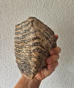 Fossiele Mammoet Kies - 15cm, Verzamelen, Mineralen en Fossielen, Ophalen of Verzenden, Fossiel