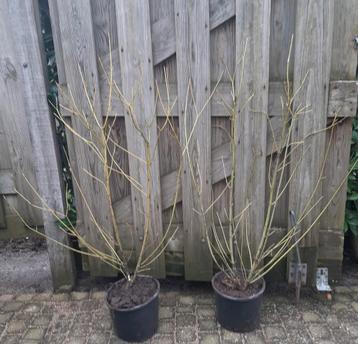 Canadese Kornoelje Cornus stolonifera Flaviramea 140/160 beschikbaar voor biedingen