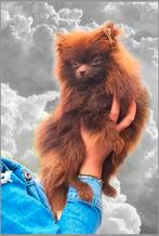Heel klein ini mini Pomeranian reutje, 1,5 kg., Dieren en Toebehoren, Reu, Parvo, Eén hond, 3 tot 5 jaar