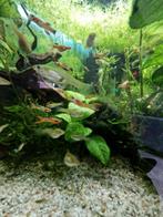 Endler guppen, Dieren en Toebehoren, Vis