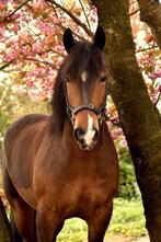 Hele lieve recreatie ruin 12 jaar met .......1850 euro, Dieren en Toebehoren, Pony's, B, Ruin, 11 jaar of ouder, Recreatiepony