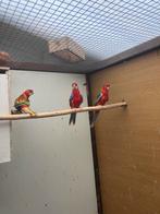 Rosella’s, Dieren en Toebehoren, Meerdere dieren, Parkiet, Geringd