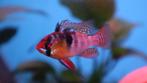 Mikrogeophagus Ramirezi - Antennebaars, Vis, Zoetwatervis