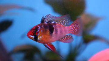 Mikrogeophagus Ramirezi - Antennebaars beschikbaar voor biedingen