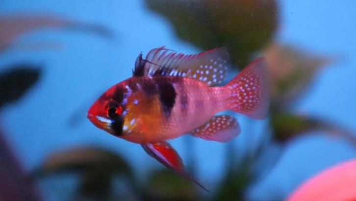Mikrogeophagus Ramirezi - Antennebaars, Dieren en Toebehoren, Vissen | Aquariumvissen, Zoetwatervis, Vis