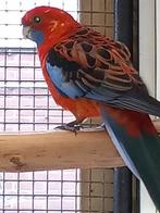 Pennant rosella koppel, Meerdere dieren, Parkiet