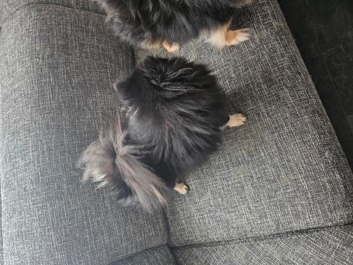 Black and tan pomeriaan teefje beschikbaar, Dieren en Toebehoren, Honden | Poolhonden, Keeshonden en Oertypen, Teef, Keeshond