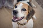 Superlieve Beagle Betsy zoekt een heel lief baasje!, Dieren en Toebehoren, Honden | Beagles, Bassets en Lopende honden, Beagle