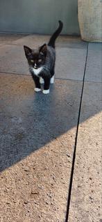 Kitten, Dieren en Toebehoren, Poes