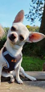 Wie bied onze lieve Luca een gouden mandje, Dieren en Toebehoren, Honden | Chihuahua's en Gezelschapshonden, Reu, 1 tot 2 jaar