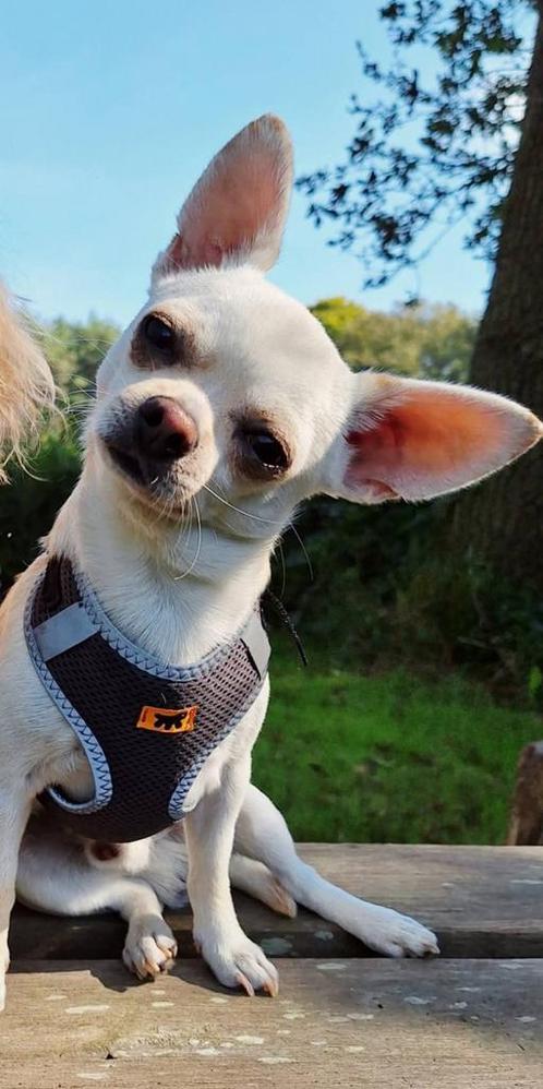 Wie bied onze lieve Luca een gouden mandje, Dieren en Toebehoren, Honden | Chihuahua's en Gezelschapshonden, Reu, Chihuahua, Particulier
