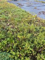 6 m2 Sedum & Kruiden trays - Divers assortiment, Tuin en Terras, Planten | Tuinplanten, Volle zon, Vaste plant, Ophalen of Verzenden