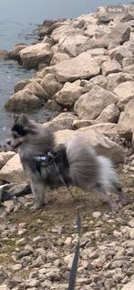 Dekreu NIET TE KOOP prachtige grijze merle kleur pomeriaan, Reu, 1 tot 2 jaar, Eén hond, Nederland