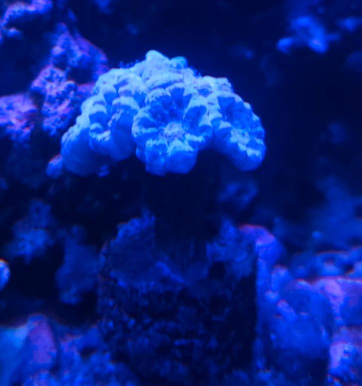Caulastrea zilver blauw, Dieren en Toebehoren, Vissen | Aquariumvissen, Zoutwatervis, Overige typen
