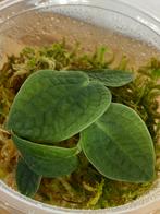 Rhaphidophora Versteegii Stek, Ophalen of Verzenden, Overige soorten, Minder dan 100 cm