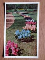 Ansichtkaart Lisse Keukenhof 4985, Verzamelen, Ansichtkaarten | Nederland, Ophalen of Verzenden