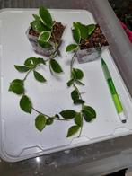 Hoya heuschkeliana outer variegated, Ophalen of Verzenden