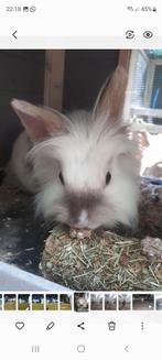 Vakantieopvang voor konijnen, cavia's en hamsters, Ophalen, Overige typen