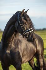 Veelbelovende 3-jarige Friese hengst Jehannes x Norbert, Dieren en Toebehoren, Paarden, Gechipt, Dressuurpaard, Hengst, 3 tot 6 jaar