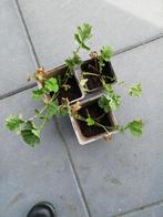 Knikkend nagelkruid, inheemse plant in pot, Tuin en Terras, Ophalen of Verzenden, Zomer, Overige soorten, Volle zon