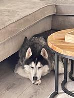 Dirk en Guus, Dieren en Toebehoren, Honden | Poolhonden, Keeshonden en Oertypen, 6 jaar of ouder, Reu, Rabiës (hondsdolheid), Poolhond
