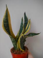 Sanseveria (vrouwentong), Ophalen of Verzenden, Halfschaduw, Minder dan 100 cm