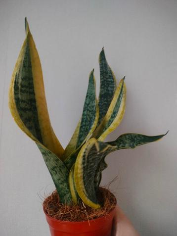 Sanseveria (vrouwentong) beschikbaar voor biedingen