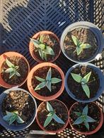 Agave Amerikana, Ophalen of Verzenden, Bloeit niet, Overige soorten, Volle zon