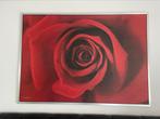 Schilderij Rode Roos, Ophalen of Verzenden