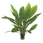 echinodorus bleheri €4,25, Dieren en Toebehoren, Vissen | Aquaria en Toebehoren, Ophalen of Verzenden, Nieuw, Overige typen