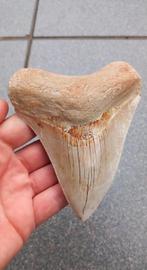 Megalodon haaientand 11,8 cm fossiel uit Indonesie haai, Verzamelen, Mineralen en Fossielen, Ophalen of Verzenden, Fossiel