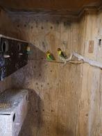 dwergpapagaaien te koop, Dieren en Toebehoren, Vrouwelijk, Parkiet