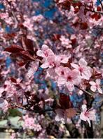 Roodbladerige kerspruim hoogstam boom, Lente, 100 tot 250 cm, Volle zon, In pot