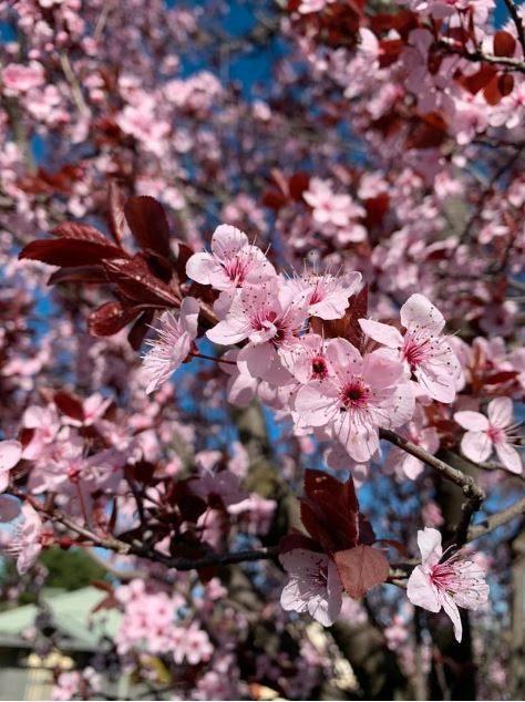 Roodbladerige kerspruim hoogstam boom, Tuin en Terras, Planten | Bomen, Overige soorten, 100 tot 250 cm, Volle zon, Lente, In pot