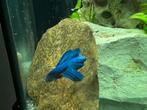 Male and female Beautiful Blue & Red Betta Fish – Healthy, Dieren en Toebehoren, Vissen | Aquariumvissen, Vis