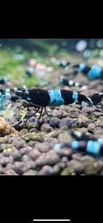 Blue Panda garnalen blauw zwart. High grade! Caridina, Dieren en Toebehoren, Vissen | Aquariumvissen, Kreeft, Krab of Garnaal