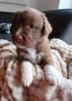 Prachtige Friese stabij x NSDTR pups te koop, Dieren en Toebehoren, Honden | Niet-rashonden, 8 tot 15 weken, Meerdere, Meerdere dieren